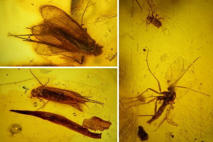 Fossil Caddisflies, Leaf, Flies, Aphid and a Mite in Baltic Amber #159834